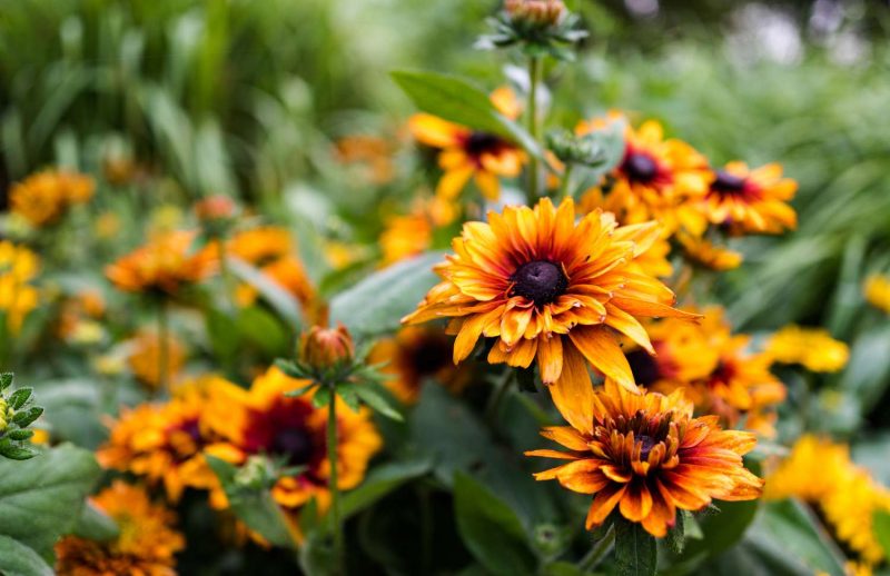 Rudbeckia