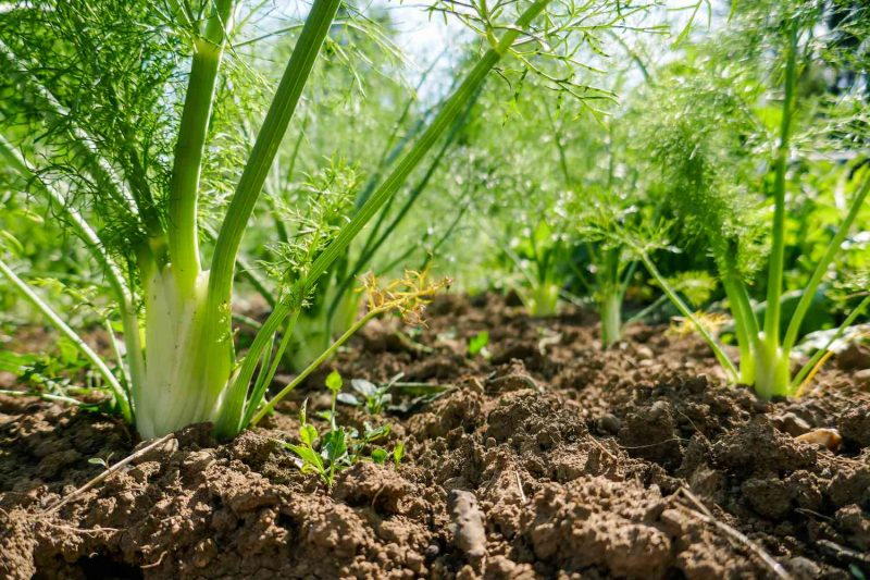 Fennel