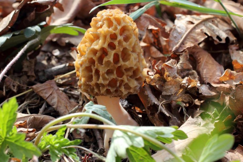 Morel