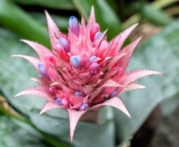 Aechmea