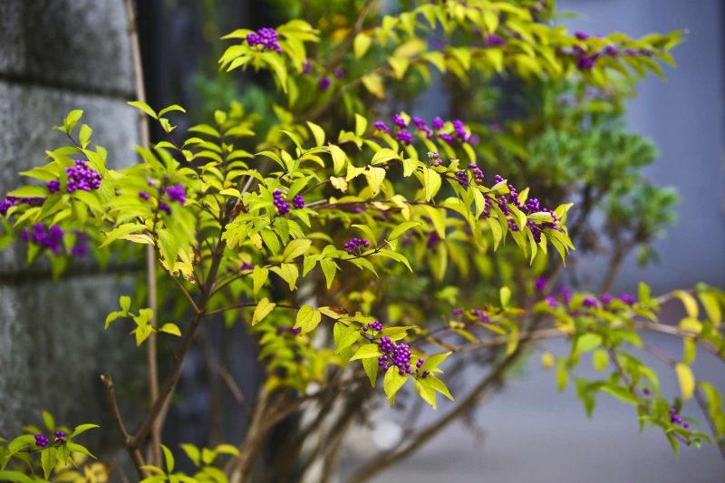 beautyberry