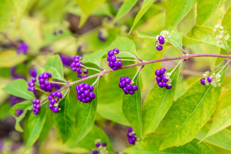 beautyberry