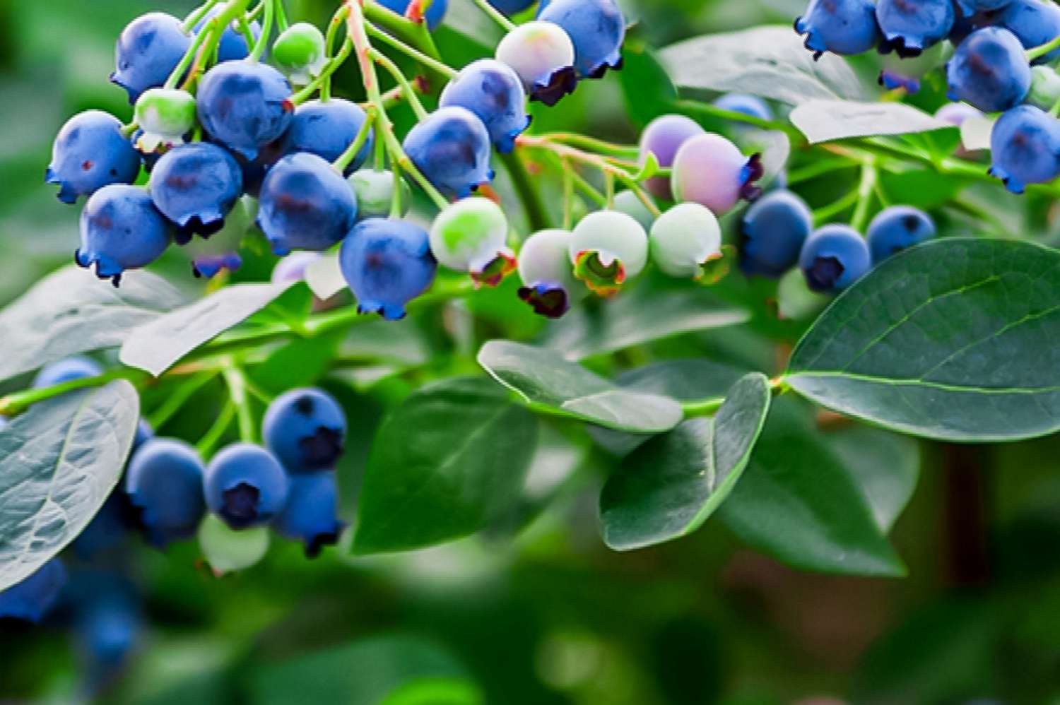 blueberries