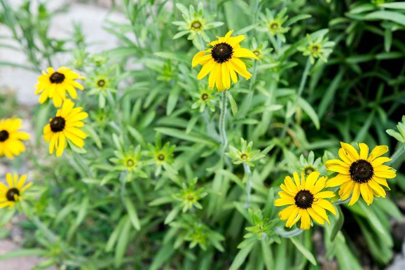 Rudbeckia