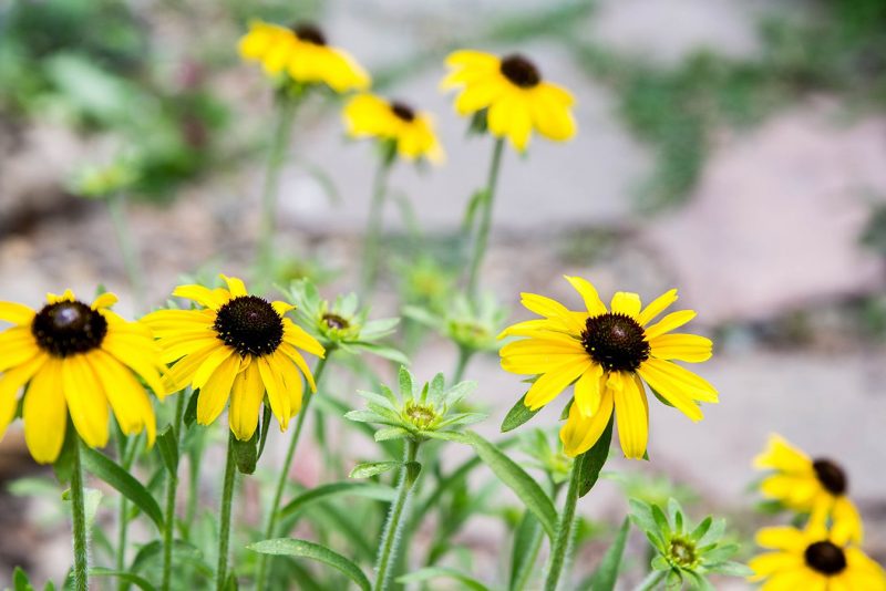 Rudbeckia