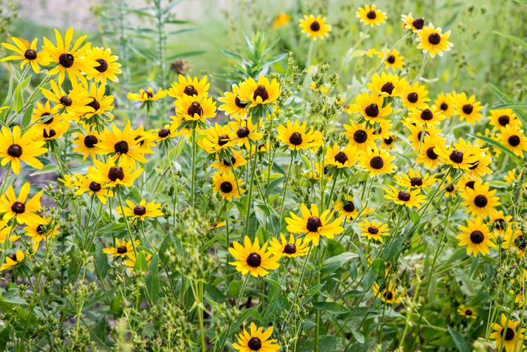 Rudbeckia