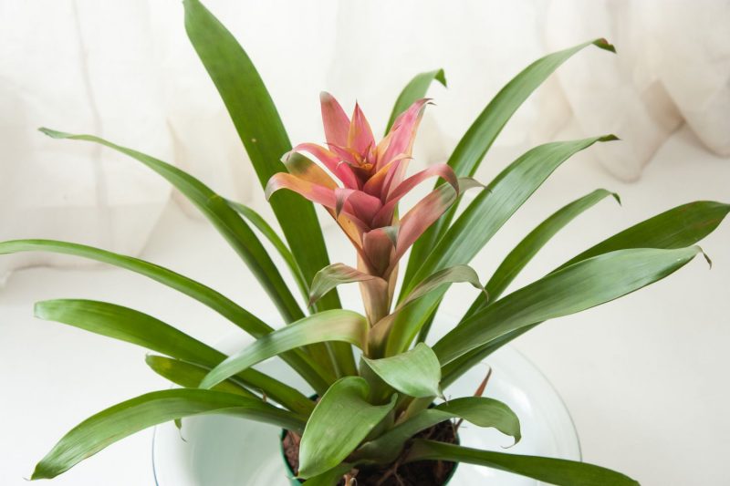 Guzmania