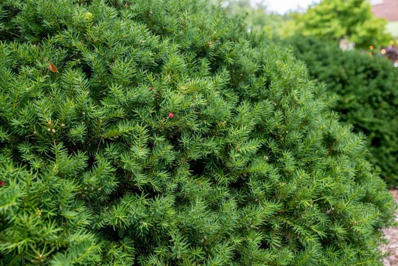 taxus