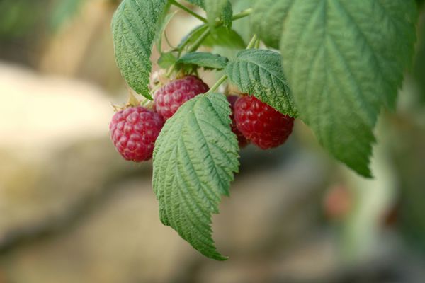 Berries