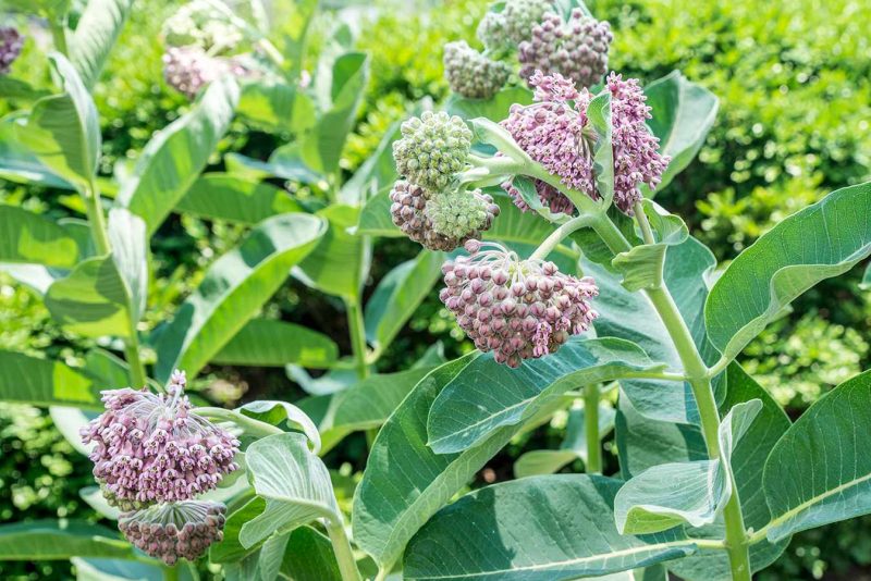 Asclepias