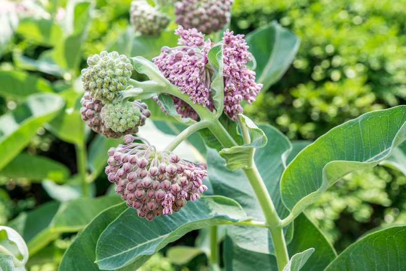 asclepias