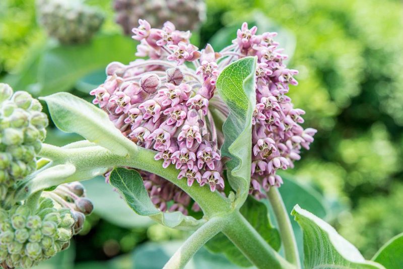 asclepias