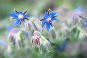 Borage,