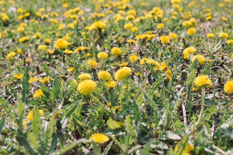 dandelions